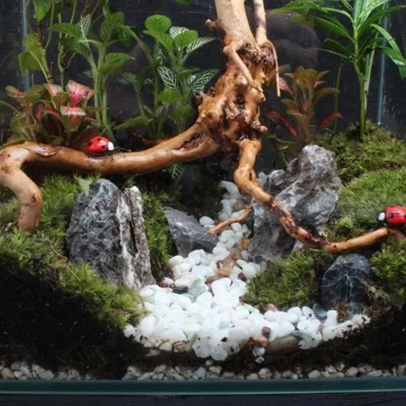 شجرة طبيعية جذع Driftwood لحوض - مراجعة Aquarium Plant Rings وسعره