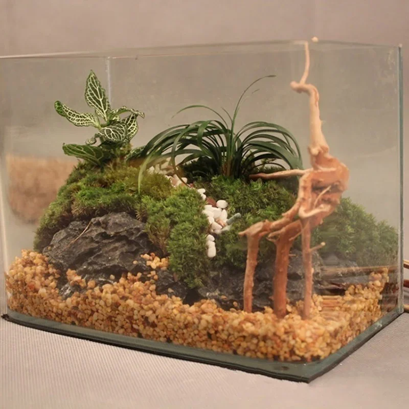 شجرة طبيعية جذع Driftwood لحوض - مراجعة Aquarium Plant Rings وسعره