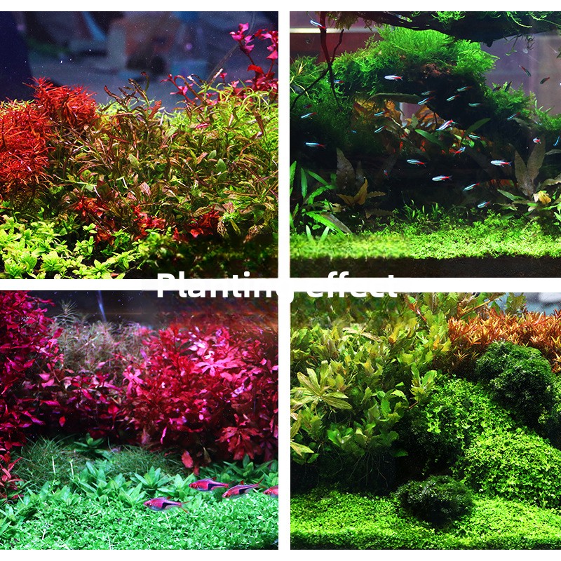 رمل حوض السمك المزروع من SYSEN - مراجعة Aquarium For Planted Tank وسعره
