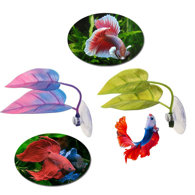 نباتات مائية اصطناعية لتزيين أ - مراجعة Planted Aquarium Betta وسعره