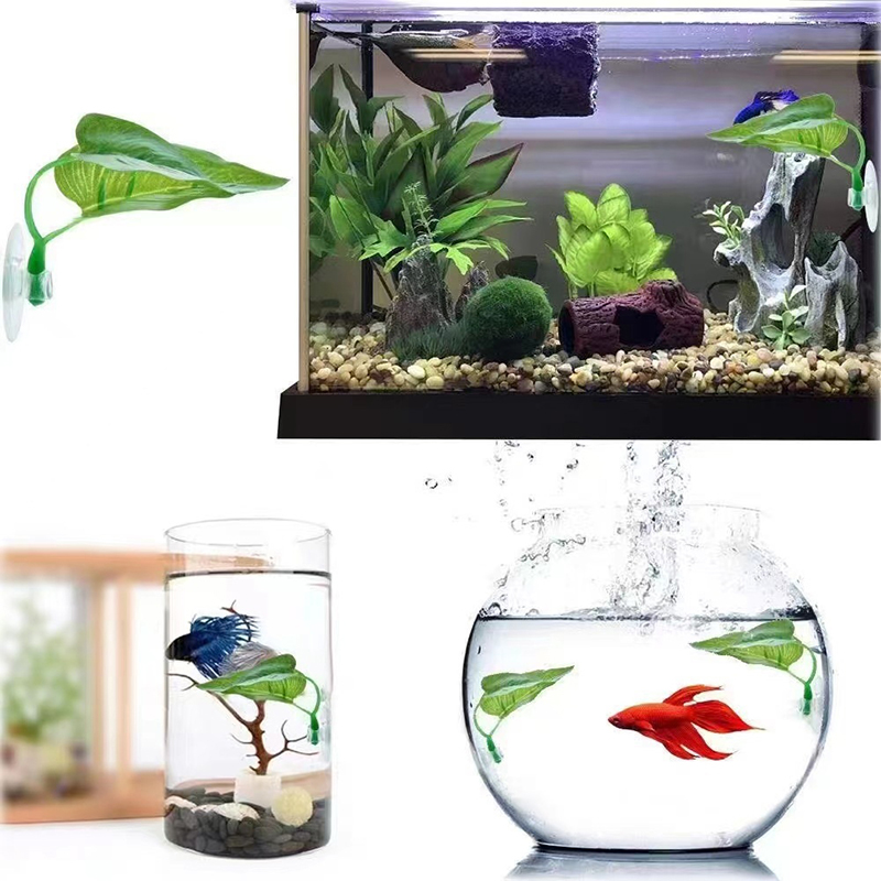 نباتات مائية اصطناعية لتزيين أ - مراجعة Planted Aquarium Betta وسعره
