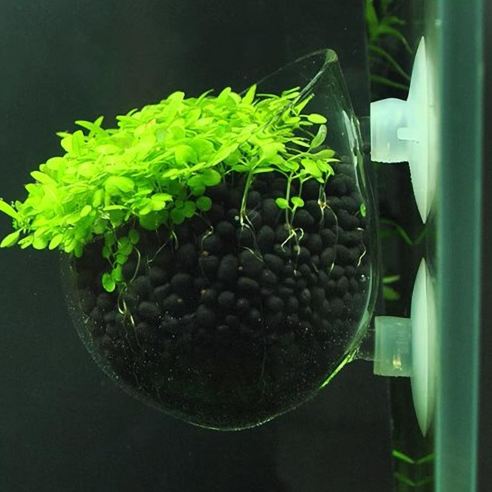 وعاء زجاجي للنباتات المائية مع - مراجعة Aquarium Plant Vine وسعره
