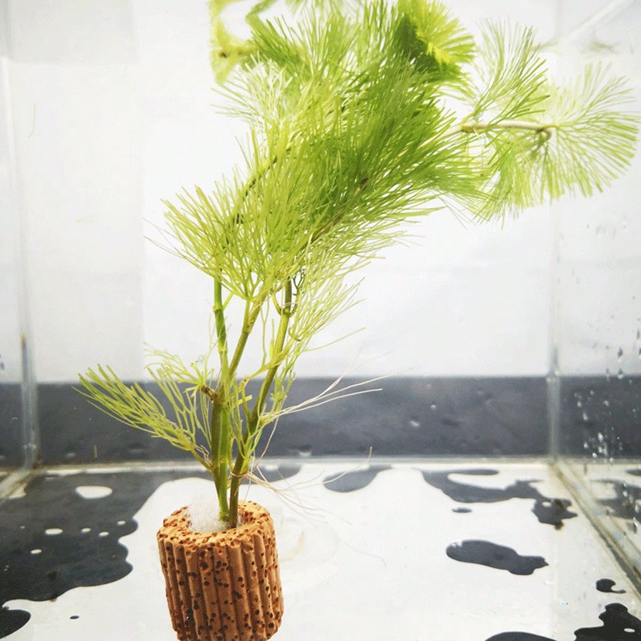 حلقات تثبيت نباتات حوض السمك ع - مراجعة Aquarium Plant Rings وسعره