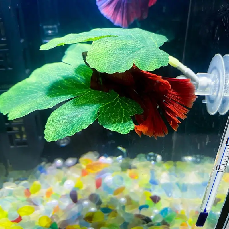 بيتا أرجوحة أوراق السمك حوض ال - مراجعة Aquarium Plant Rings وسعره