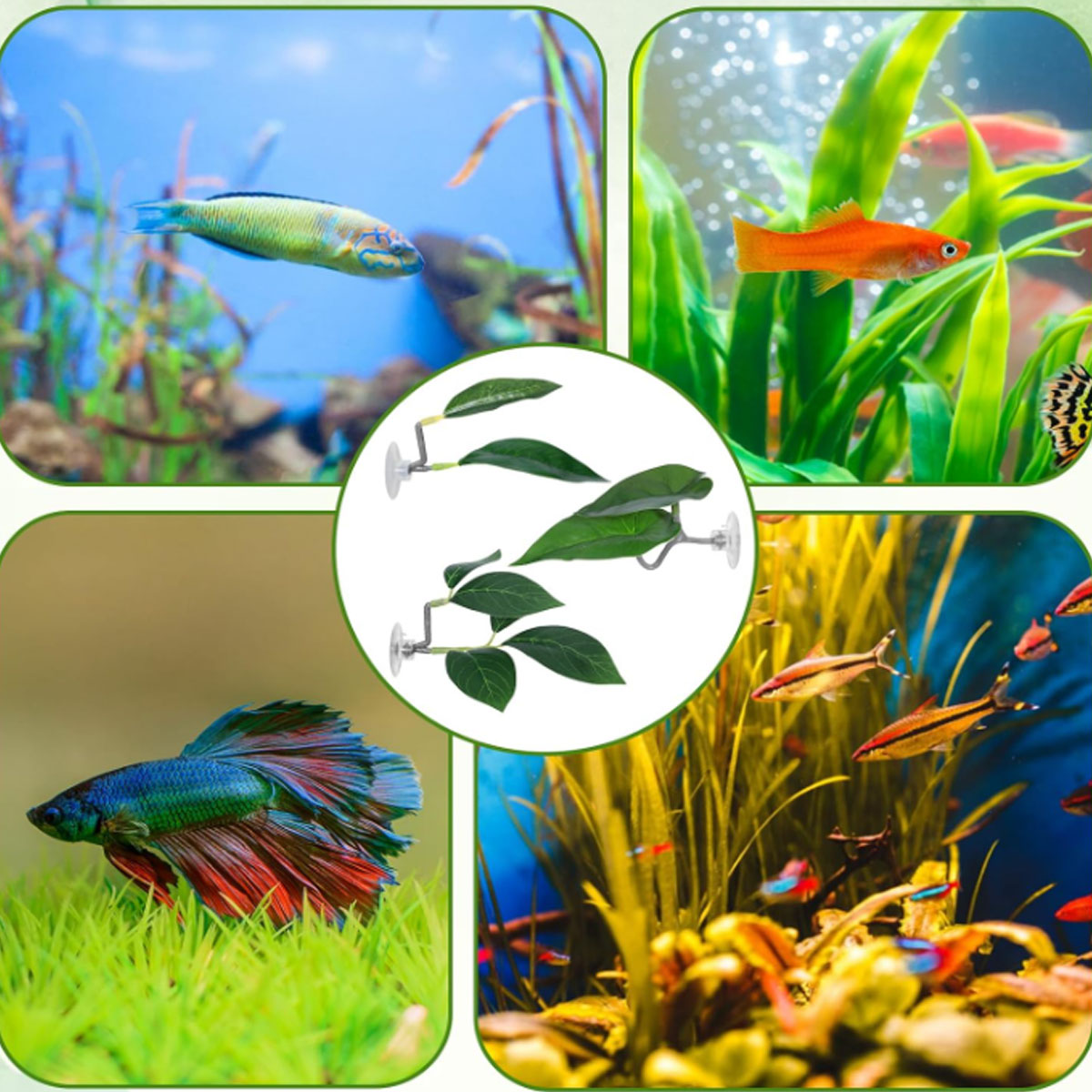1 قطعة أرجوحة سمك البيتا، ديكو - مراجعة Planted Aquarium Betta وسعره