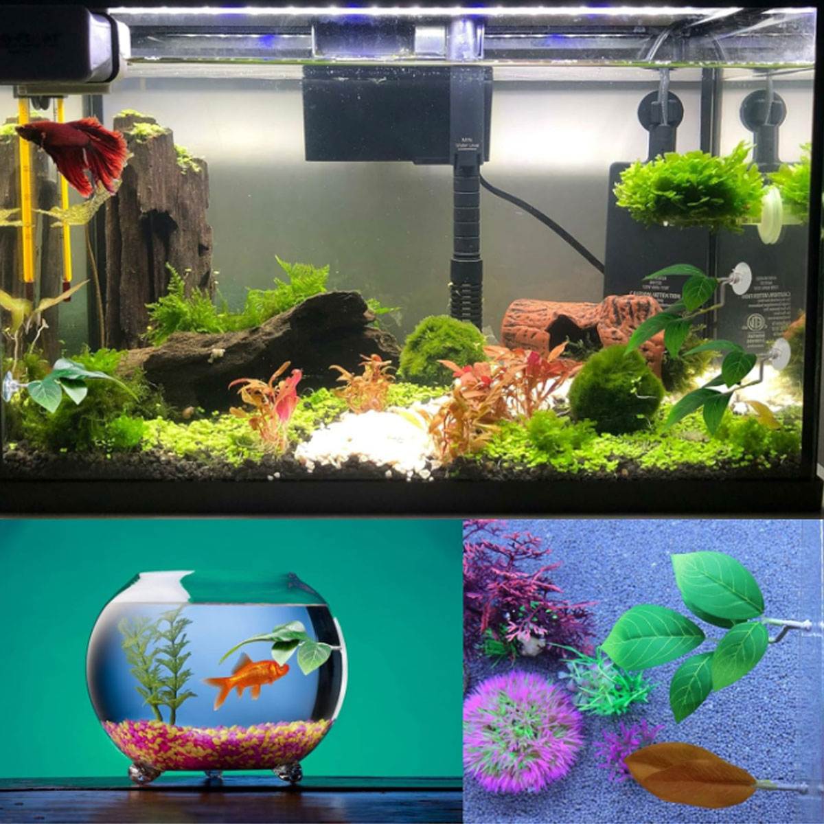 1 قطعة أرجوحة سمك البيتا، ديكو - مراجعة Planted Aquarium Betta وسعره