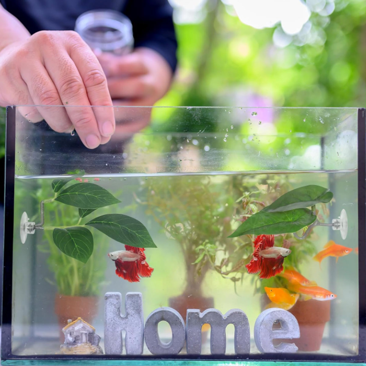 1 قطعة أرجوحة سمك البيتا، ديكو - مراجعة Planted Aquarium Betta وسعره