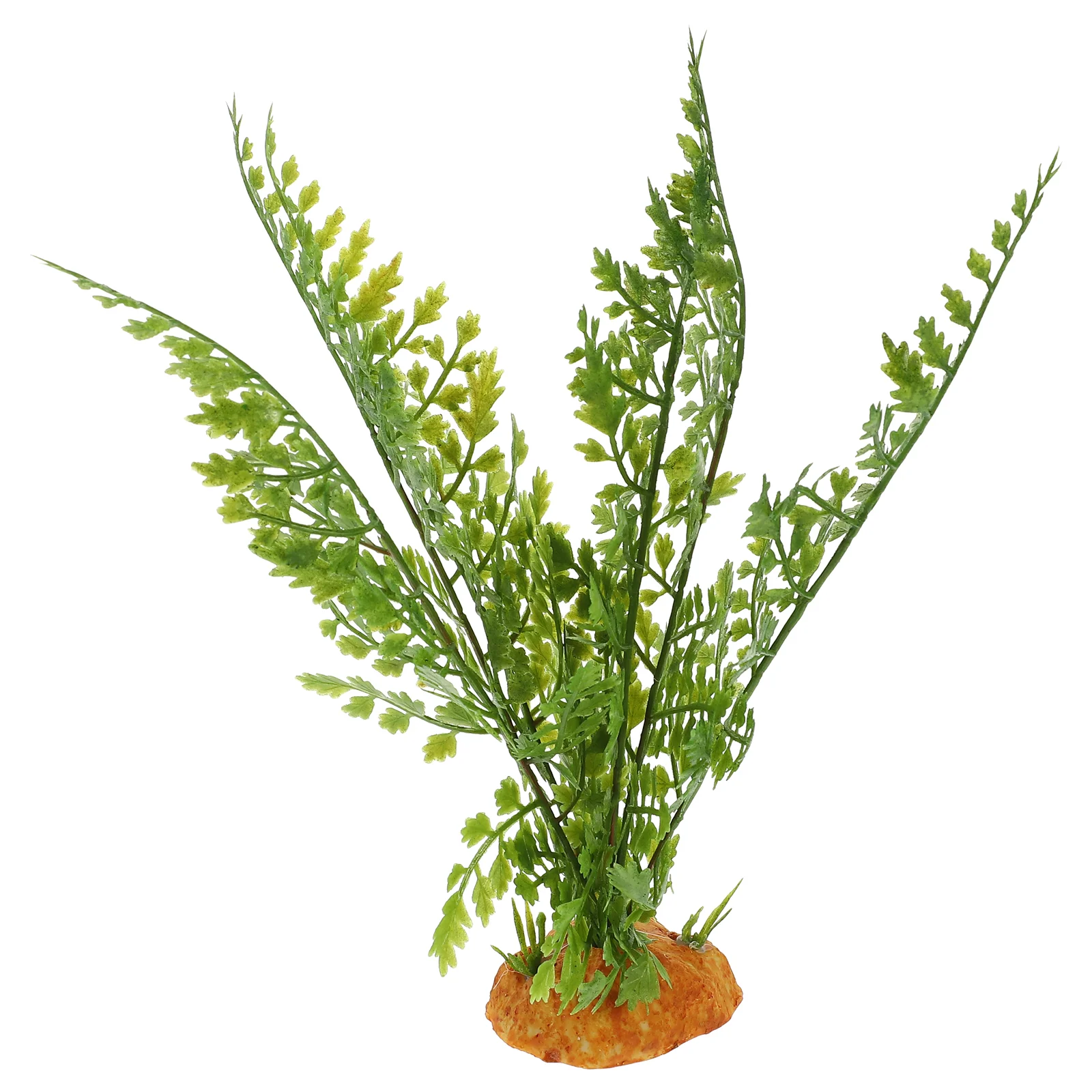 نباتات الزواحف تررم فاينز أورا - مراجعة Aquarium Plant Vine وسعره