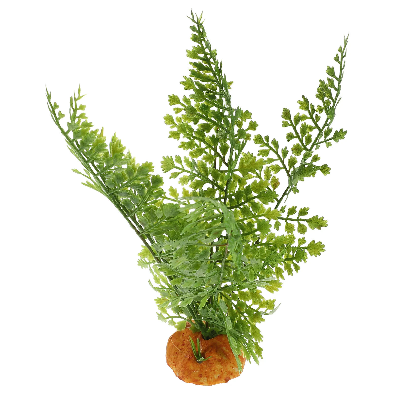 نباتات الزواحف تررم فاينز أورا - مراجعة Aquarium Plant Vine وسعره