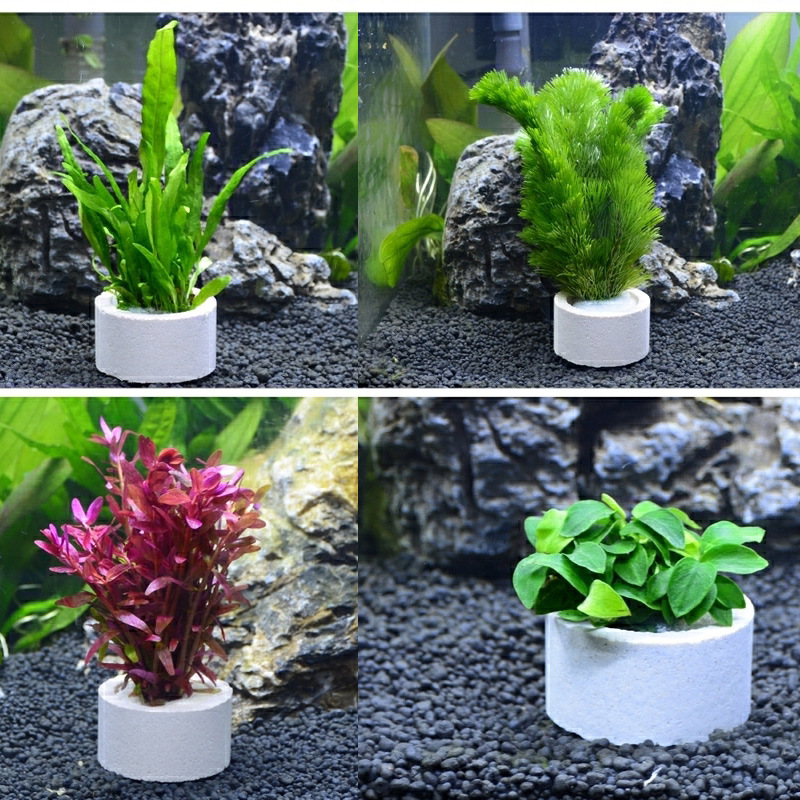 حلقة سيراميك لتزيين الحوض ، وع - مراجعة Aquarium Plant Rings وسعره