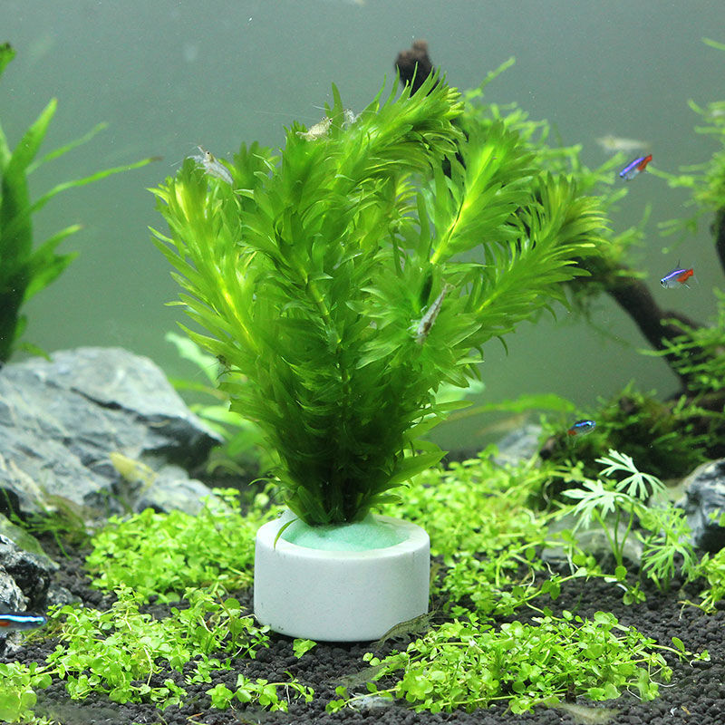 حلقة سيراميك لتزيين الحوض ، وع - مراجعة Aquarium Plant Rings وسعره