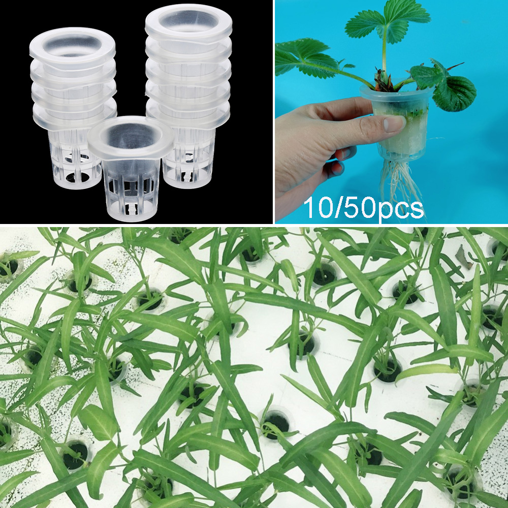 10/50 قطعة لوازم الحدائق حوض ا - مراجعة Aquarium Planted Seeds وسعره