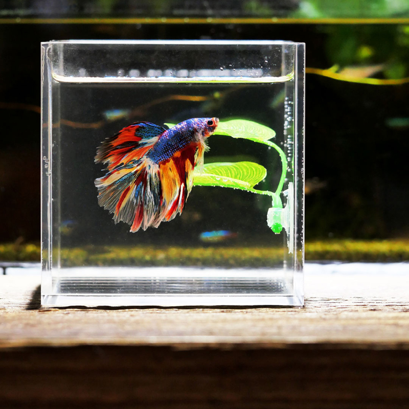 نباتات أوراق صناعية للزينة في  - مراجعة Planted Aquarium Betta وسعره