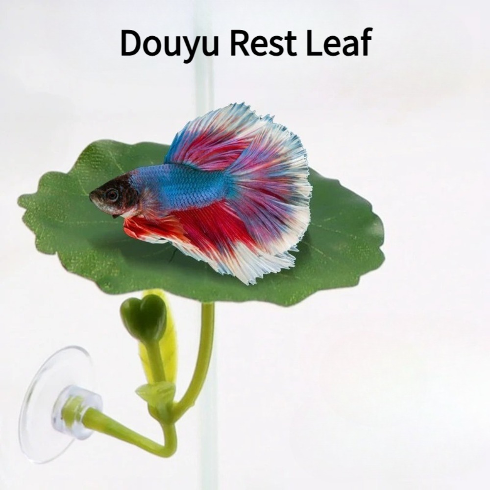 1 قطعة أرجوحة سمك البيتا ذات ا - مراجعة Planted Aquarium Betta وسعره