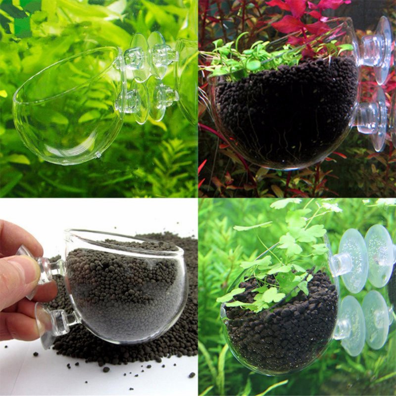 حوض سمك معلق النبات وعاء زجاجي - مراجعة Aquarium Planted Seeds وسعره