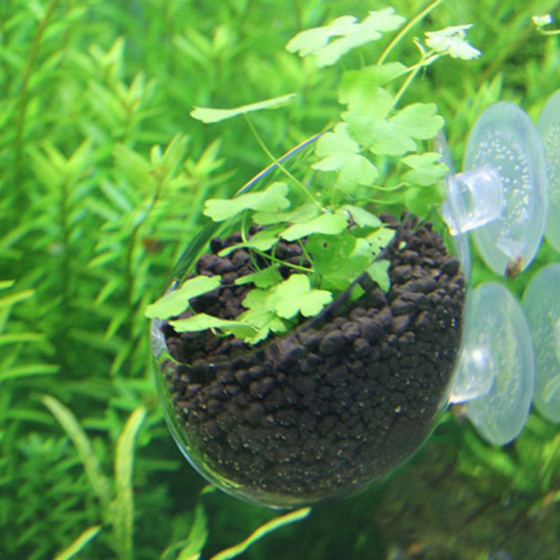 حوض سمك معلق النبات وعاء زجاجي - مراجعة Aquarium Planted Seeds وسعره