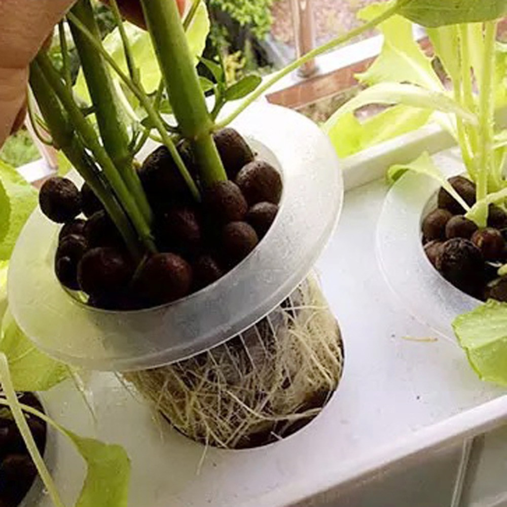 10/50 قطعة زراعة متينة حوض الس - مراجعة Aquarium Planted Seeds وسعره